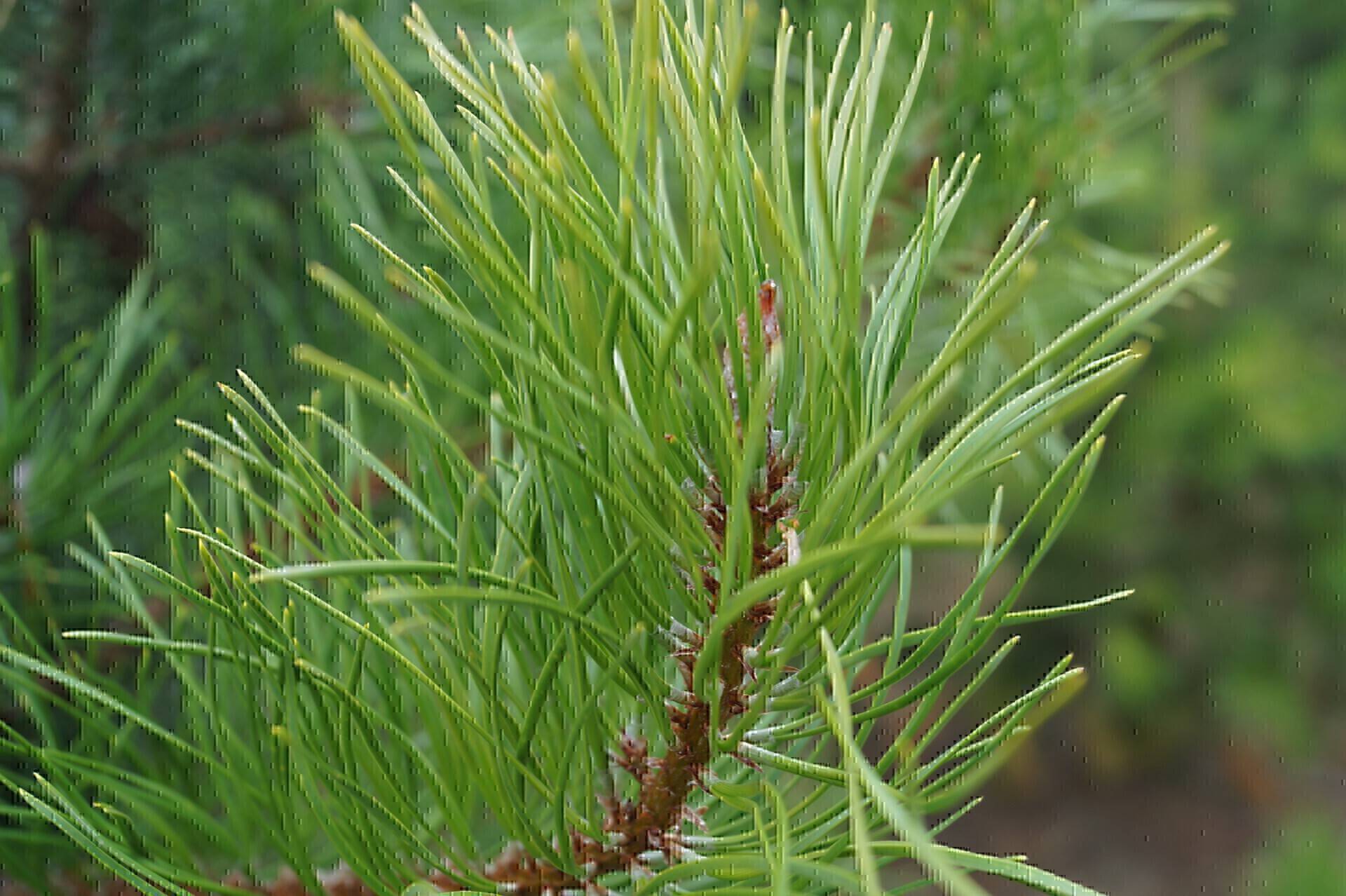Pinus contorta_01